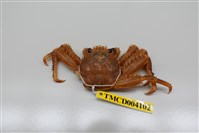 藏品(近親盾牌蟹)的圖片